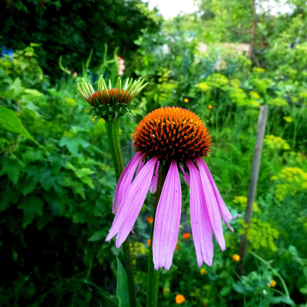 Echinacea purpurea Maxima - Purple Coneflower