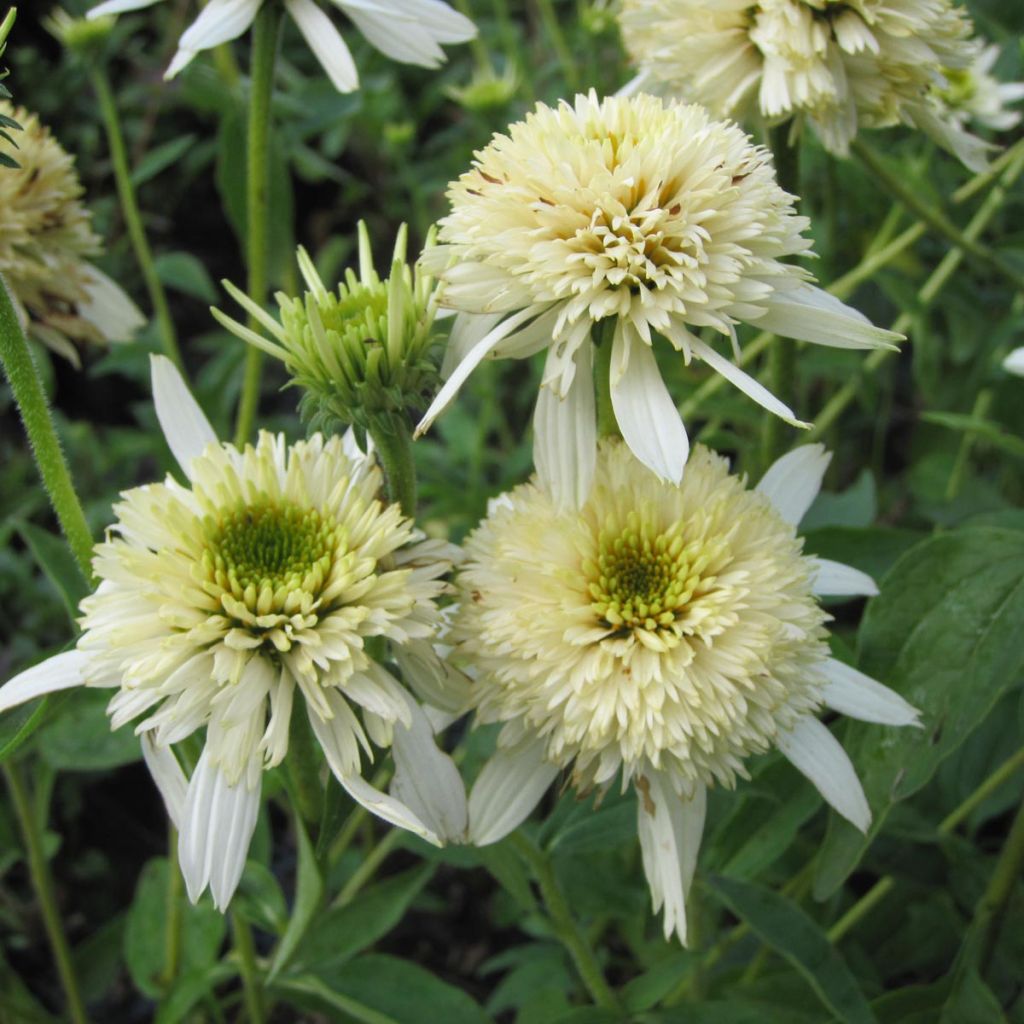 Echinacea Mozzarella - Purple Coneflower