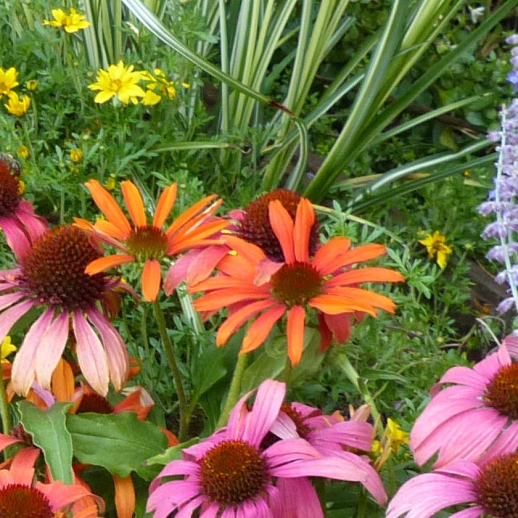 Echinacea Orange Skipper - Rudbeckia hybride