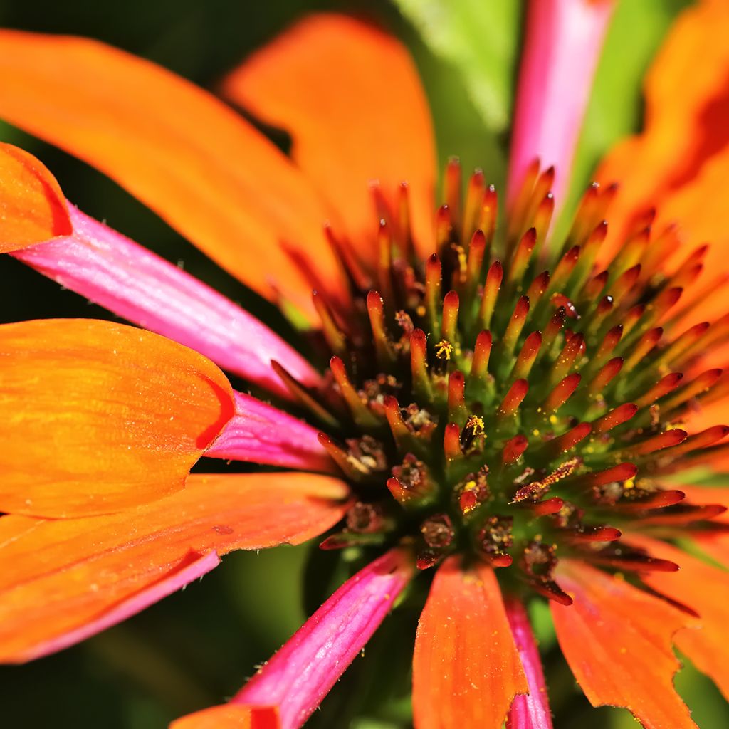 Echinacea Orange Skipper - Purple Coneflower