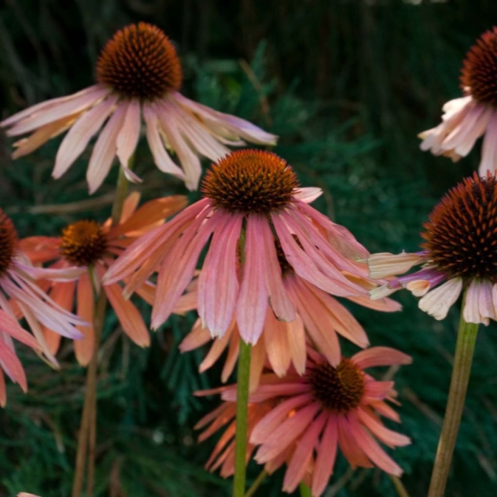 Echinacea Pacific Summer - Rudbeckia pourpre