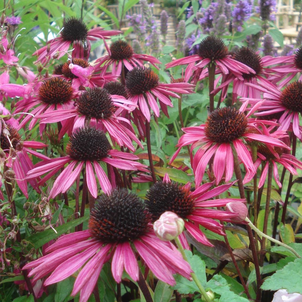 Echinacea purpurea Pica Bella - Rudbeckia pourpre  