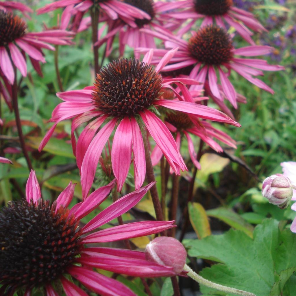 Echinacea purpurea Pica Bella - Rudbeckia pourpre  