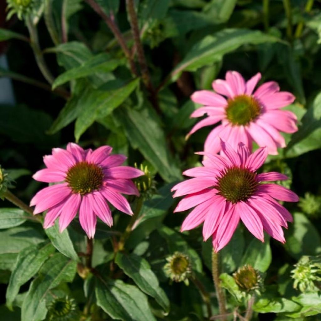 Echinacea purpurea - Rudbeckia pourpre