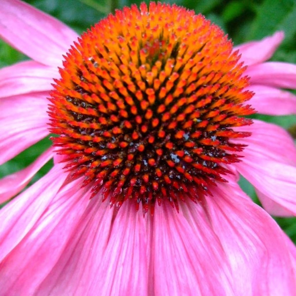 Echinacea Robin Hood - Echinacée 