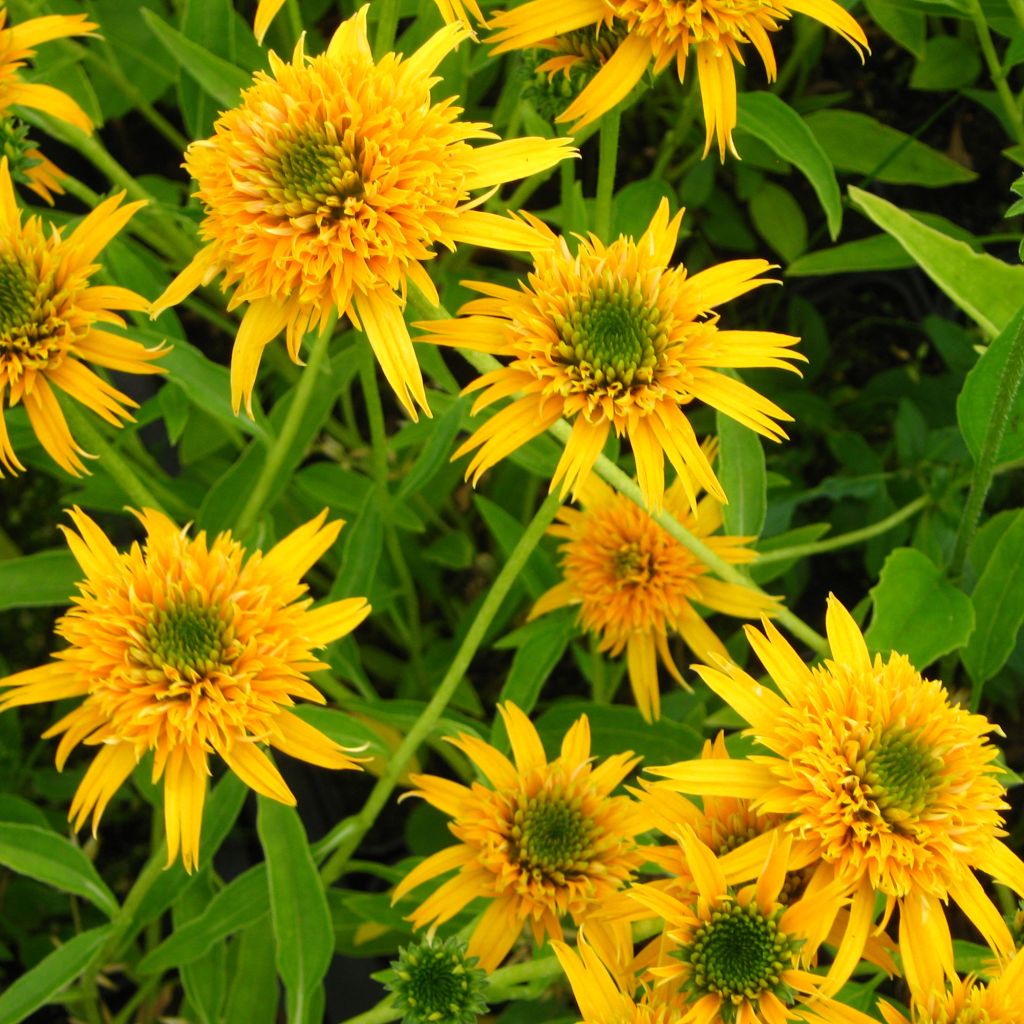 Echinacea Secret Glow - Purple Coneflower
