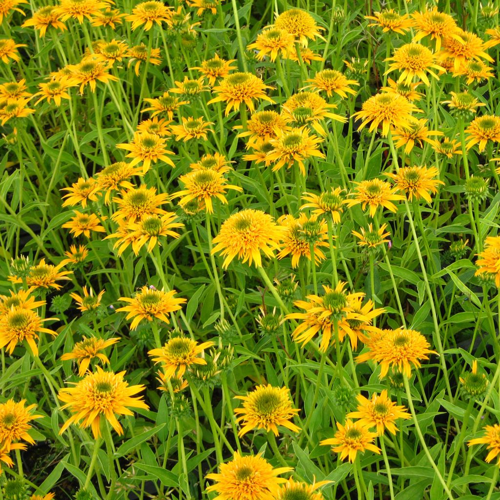 Echinacea Secret Glow - Purple Coneflower