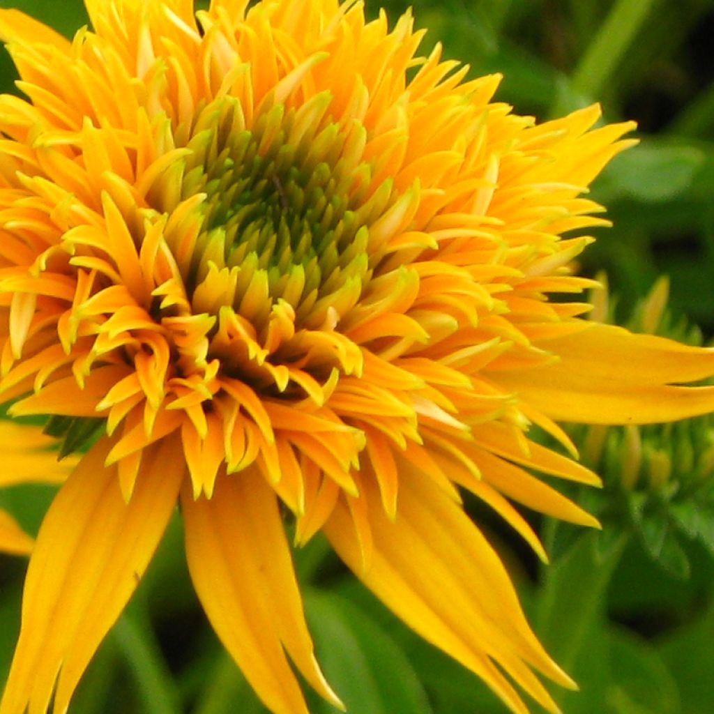 Echinacea Secret Glow - Purple Coneflower