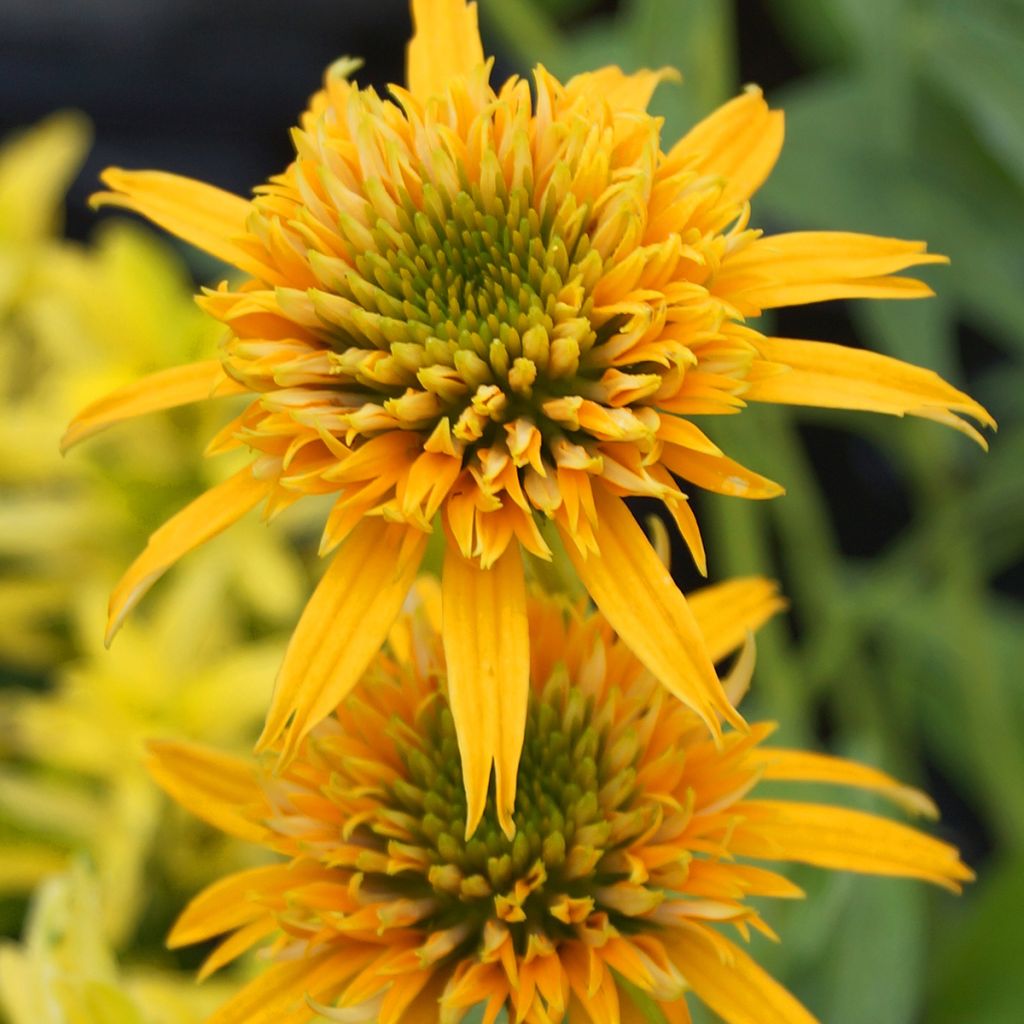 Echinacea Secret Glow - Purple Coneflower