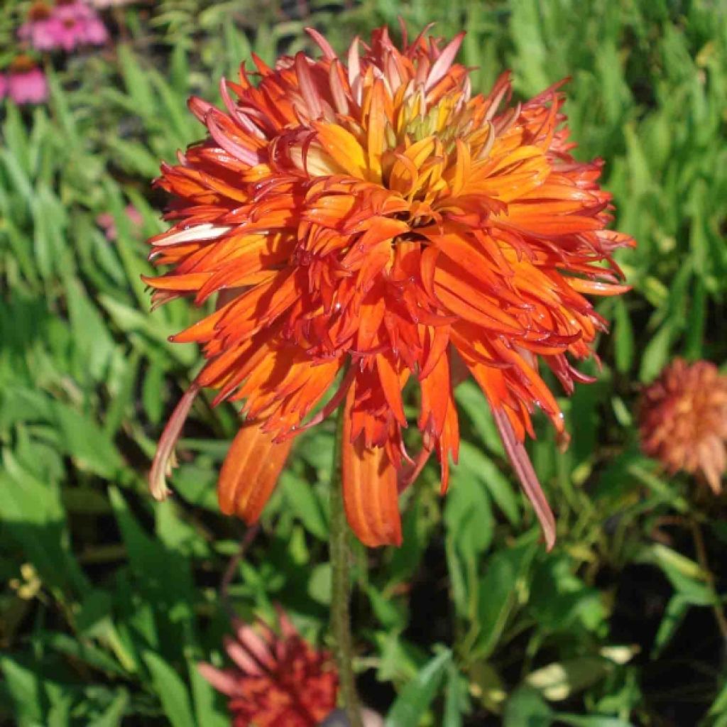 Echinacea ou Rudbeckia purpurea Summer Salsa