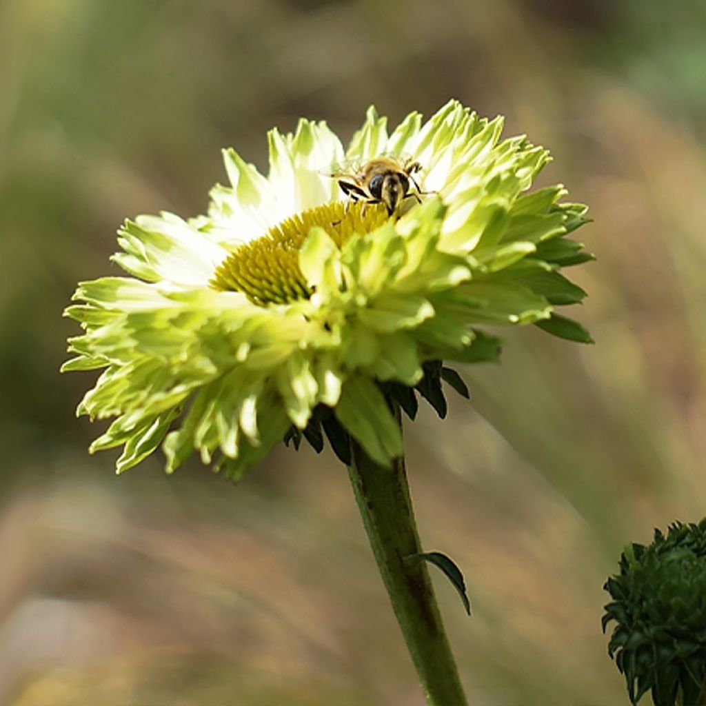 Echinacea SunSeekers Apple Green - Rudbeckia 