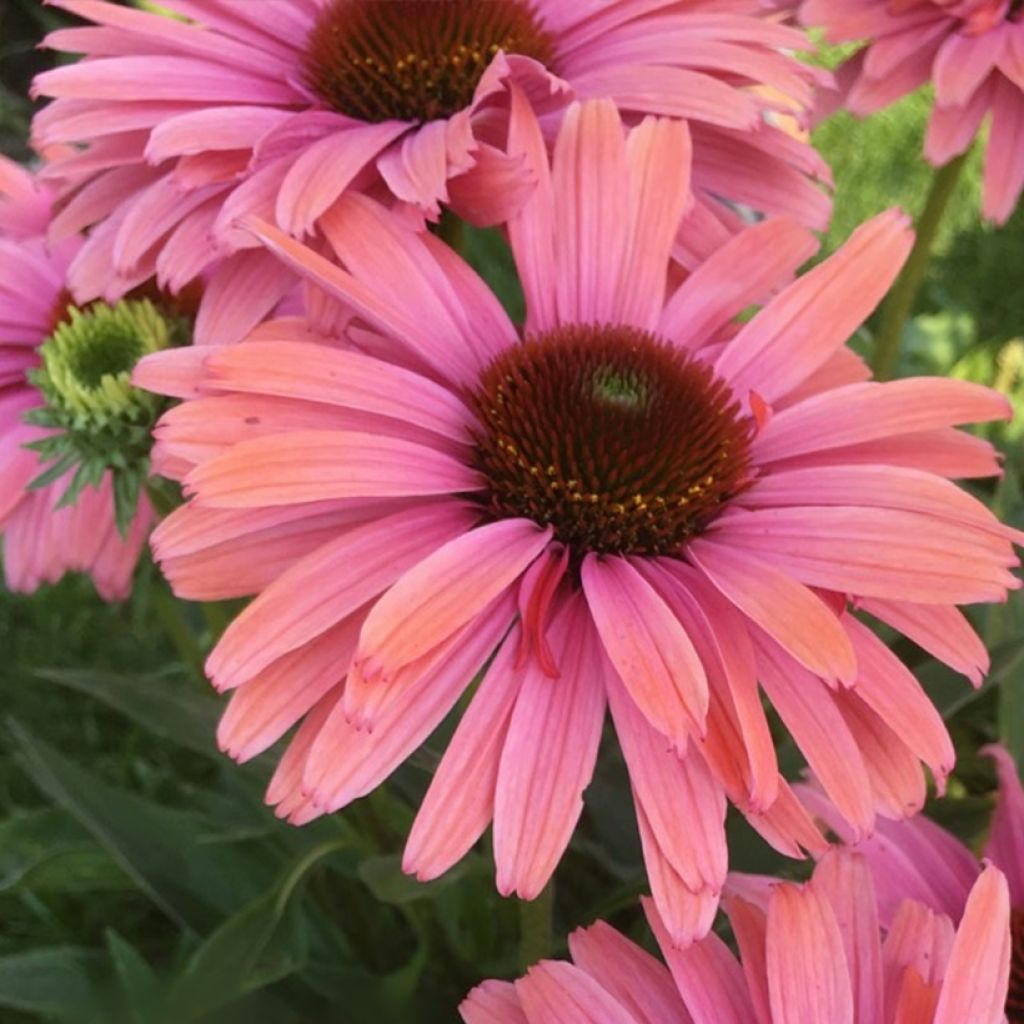 Echinacea purpurea SunSeekers Rainbow - Purple coneflower