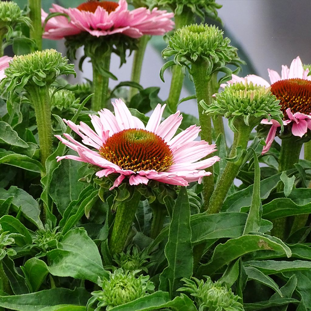 Echinacea SunSeekers Salmon - Echinacée