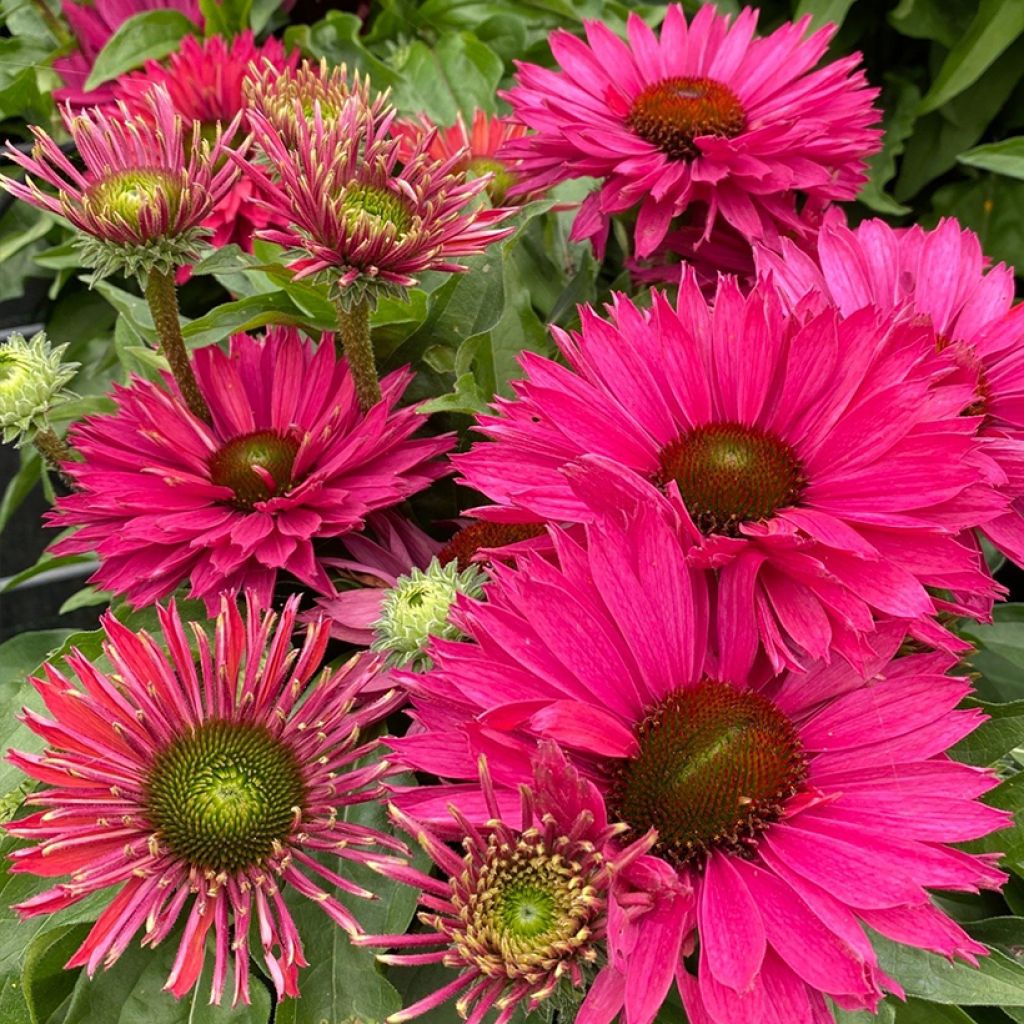 Echinacea SunSeekers Sweet Fuchsia - Purple coneflower