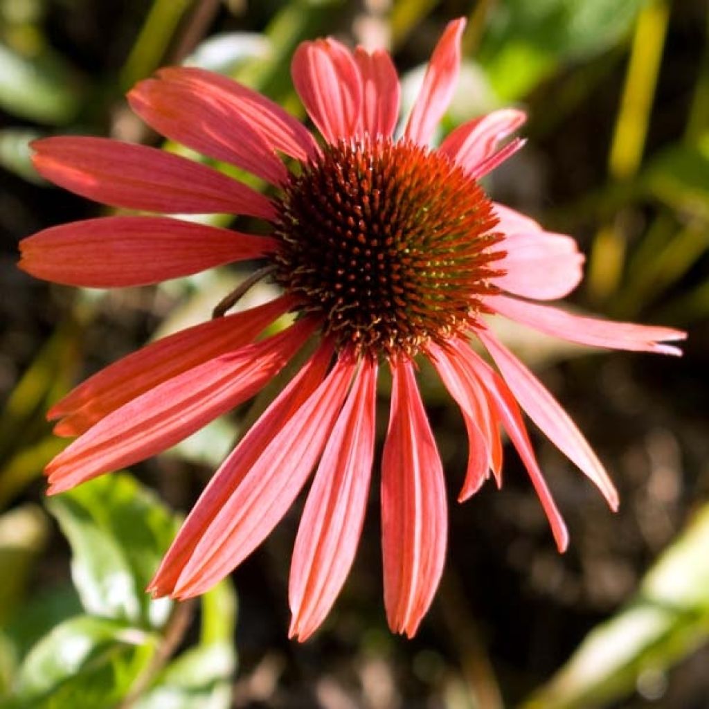 Rudbeckia ou Echinacea purpurea Sundown