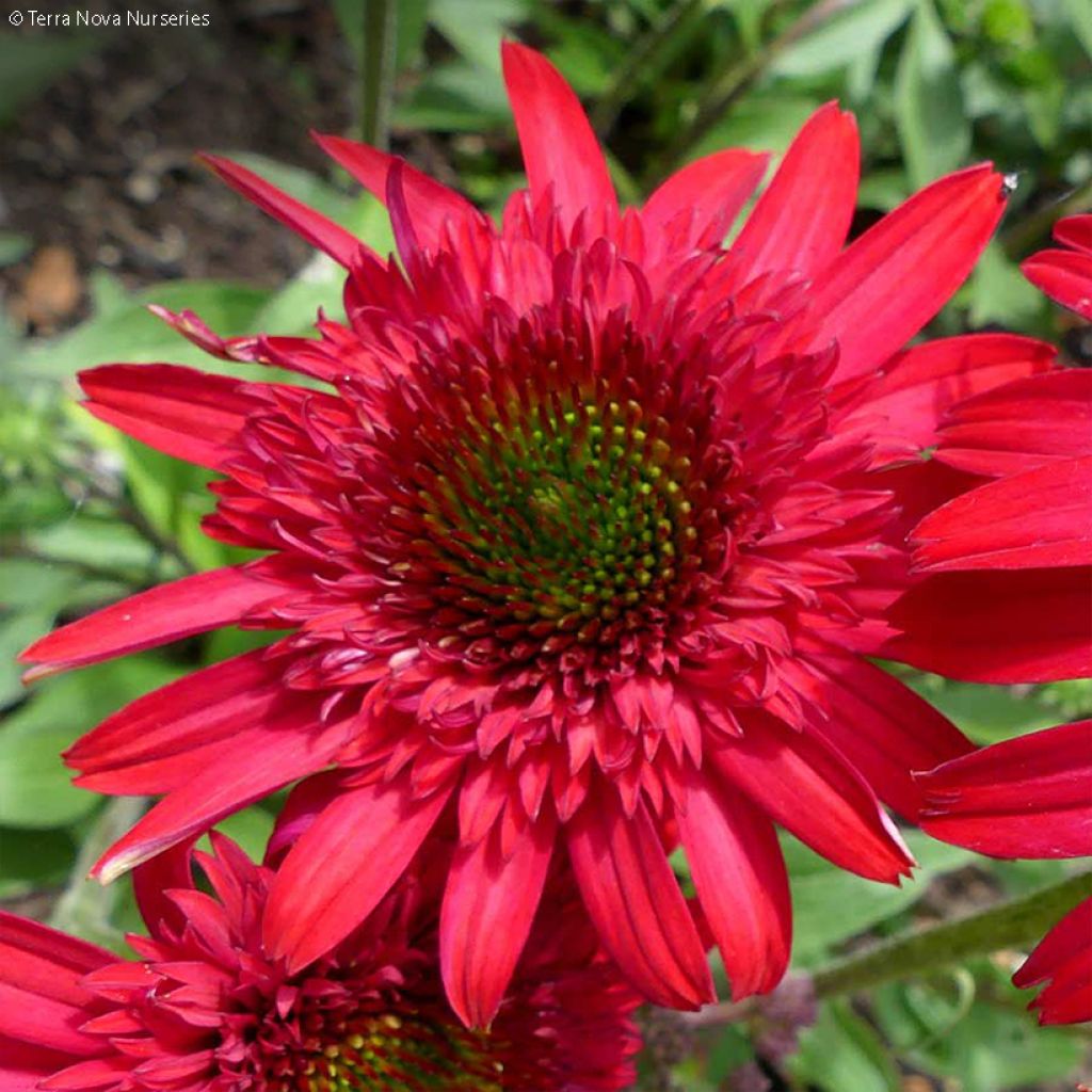 Echinacea Sunny Days Ruby - Rudbeckia
