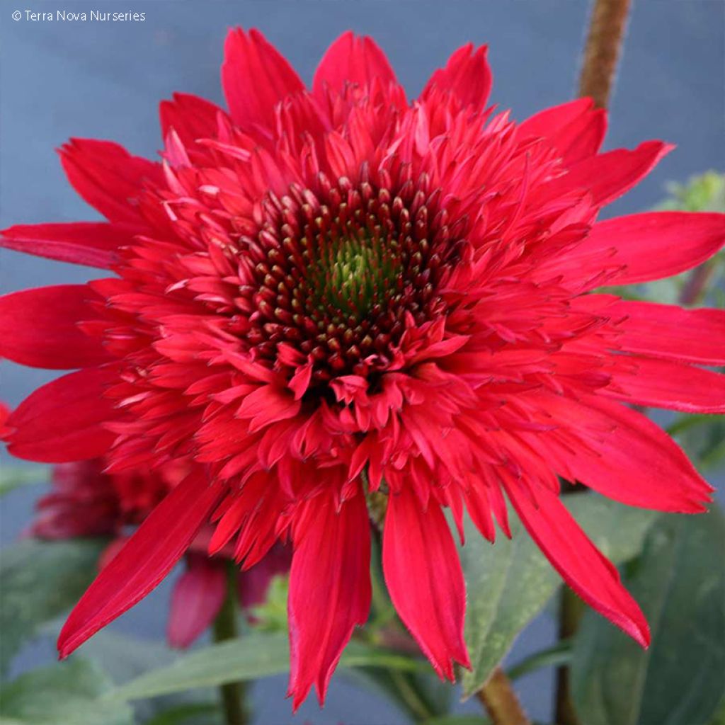 Echinacea Sunny Days Ruby - Rudbeckia