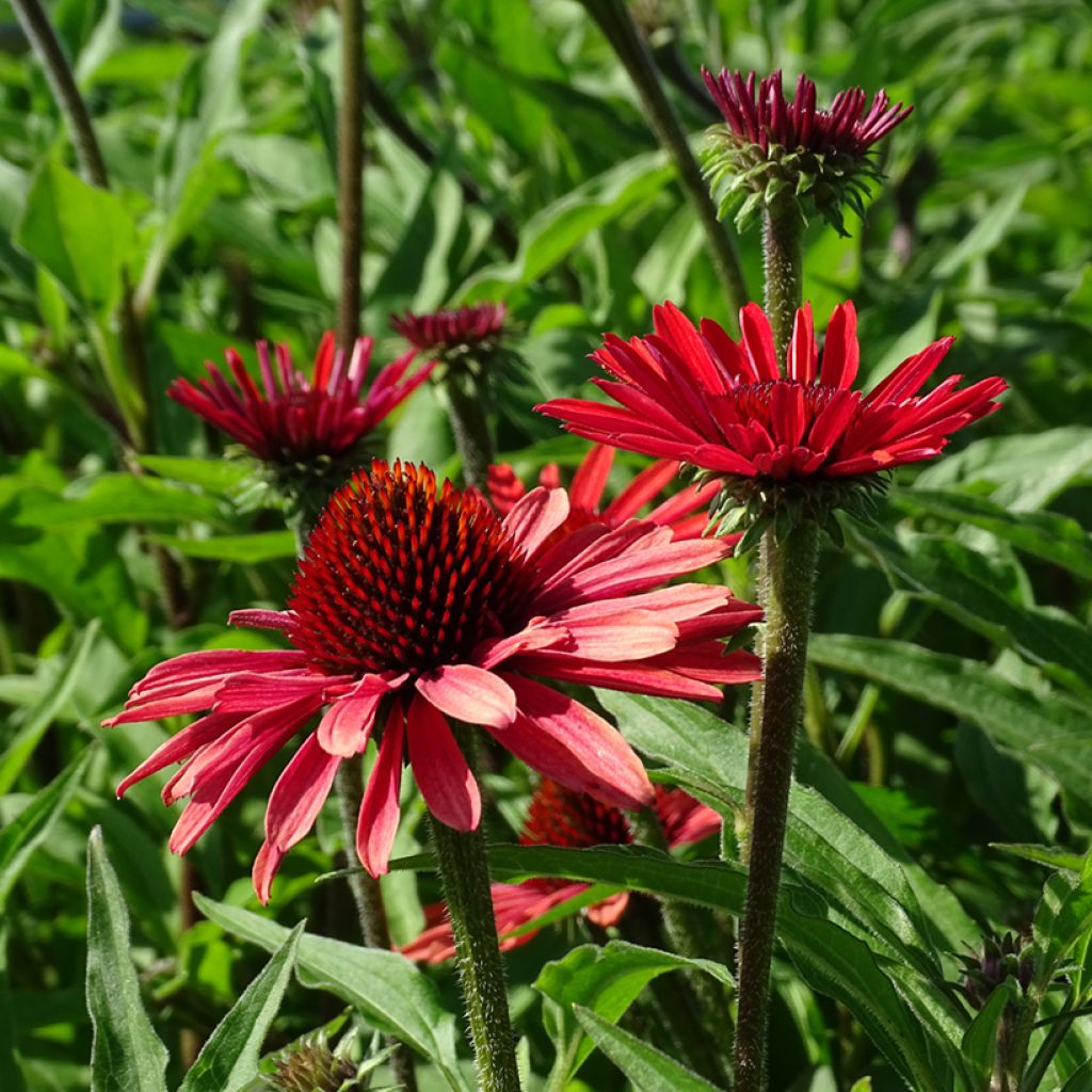 Echinacea SunSeekers Orange - Purple Coneflower