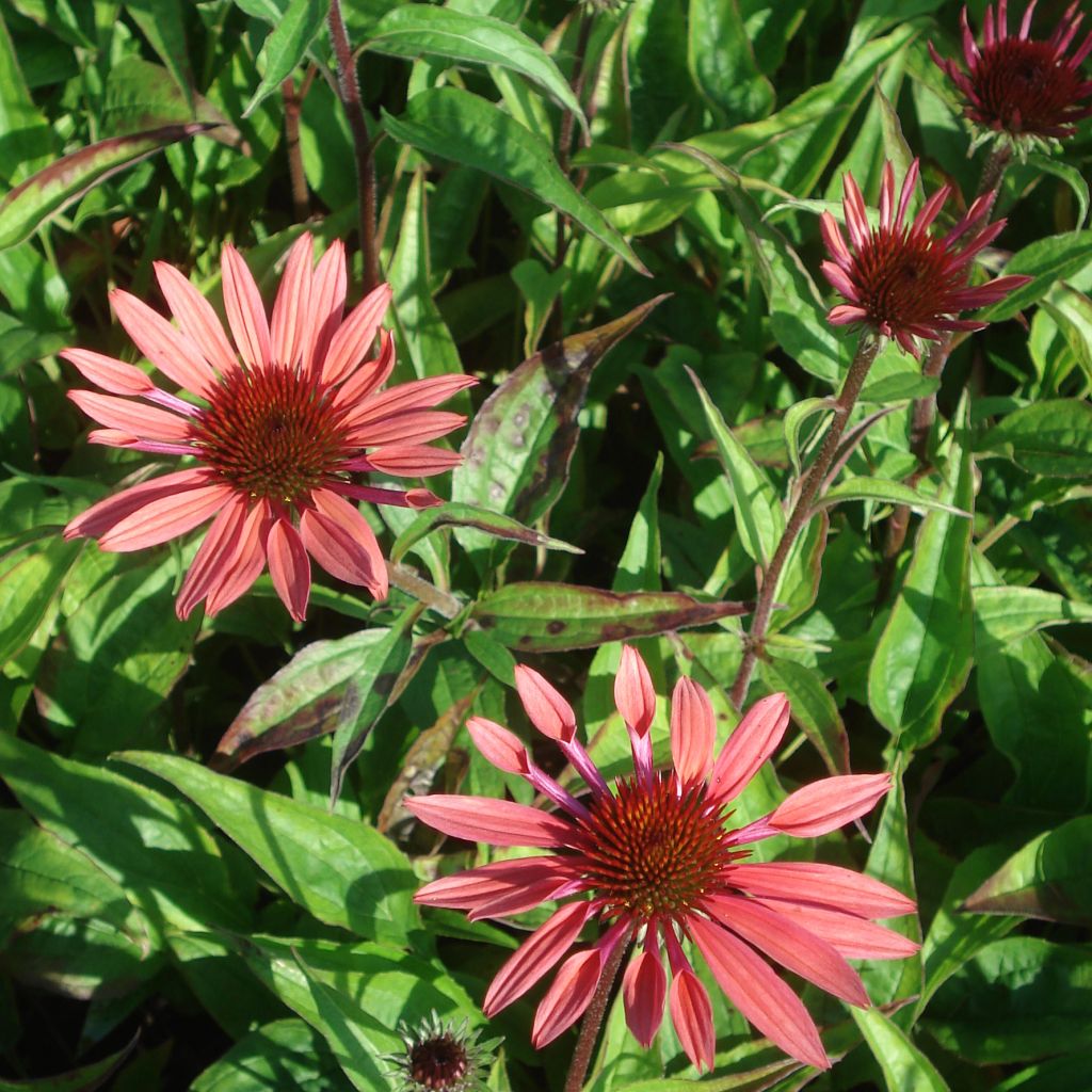 Echinacea Sunset - Rudbeckia hybride