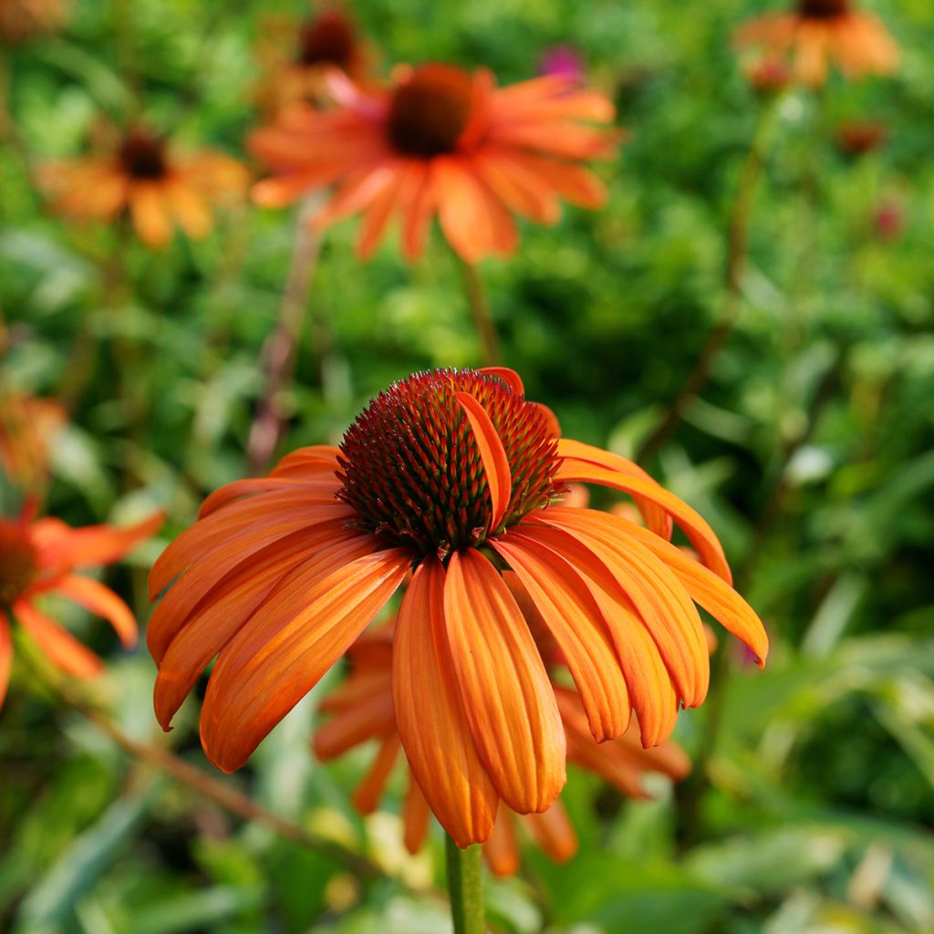 Echinacea Tiki Torch - Purple Coneflower