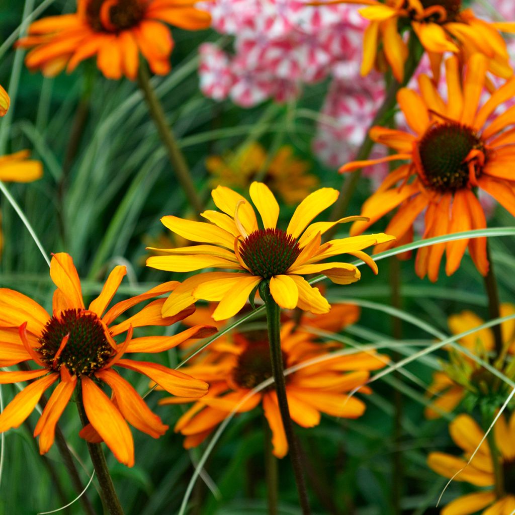 Echinacea Tiki Torch - Purple Coneflower