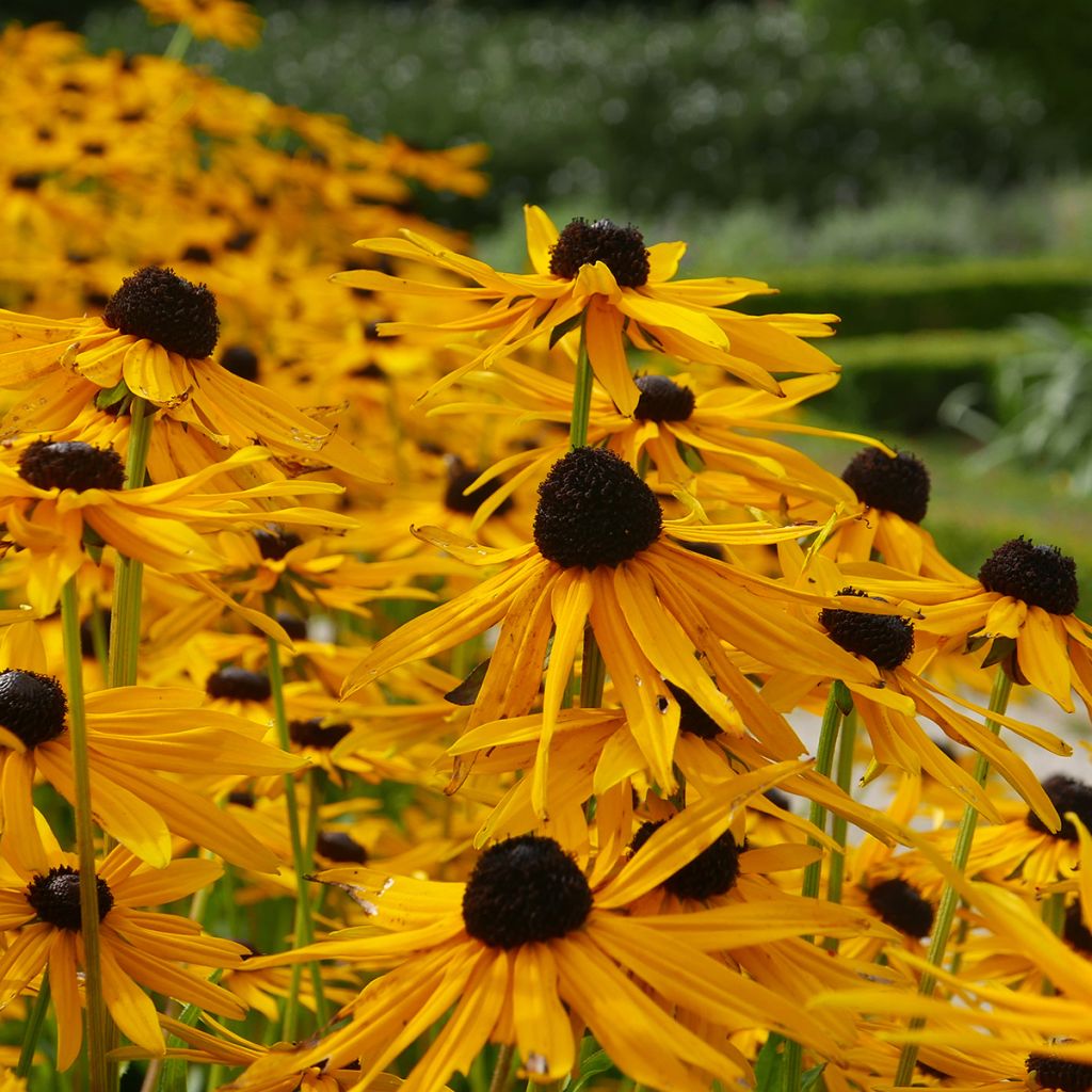 Echinacea Tiki Torch - Purple Coneflower