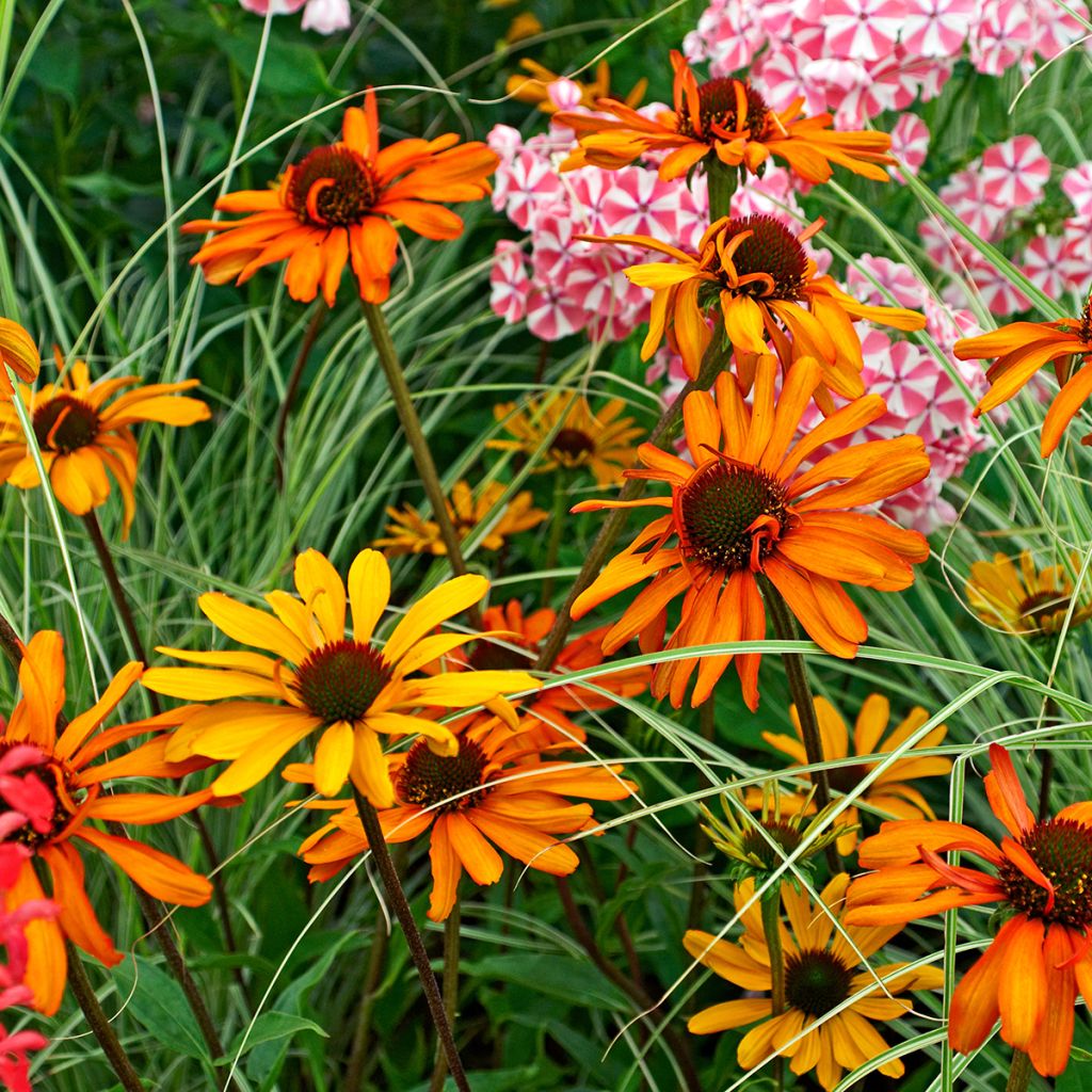 Echinacea Tiki Torch - Purple Coneflower