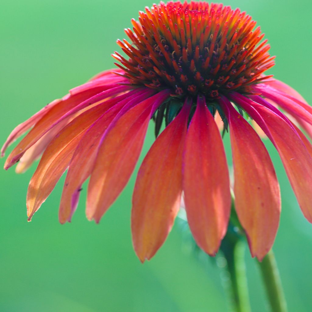 Echinacea Tomato Soup - Purple Coneflower