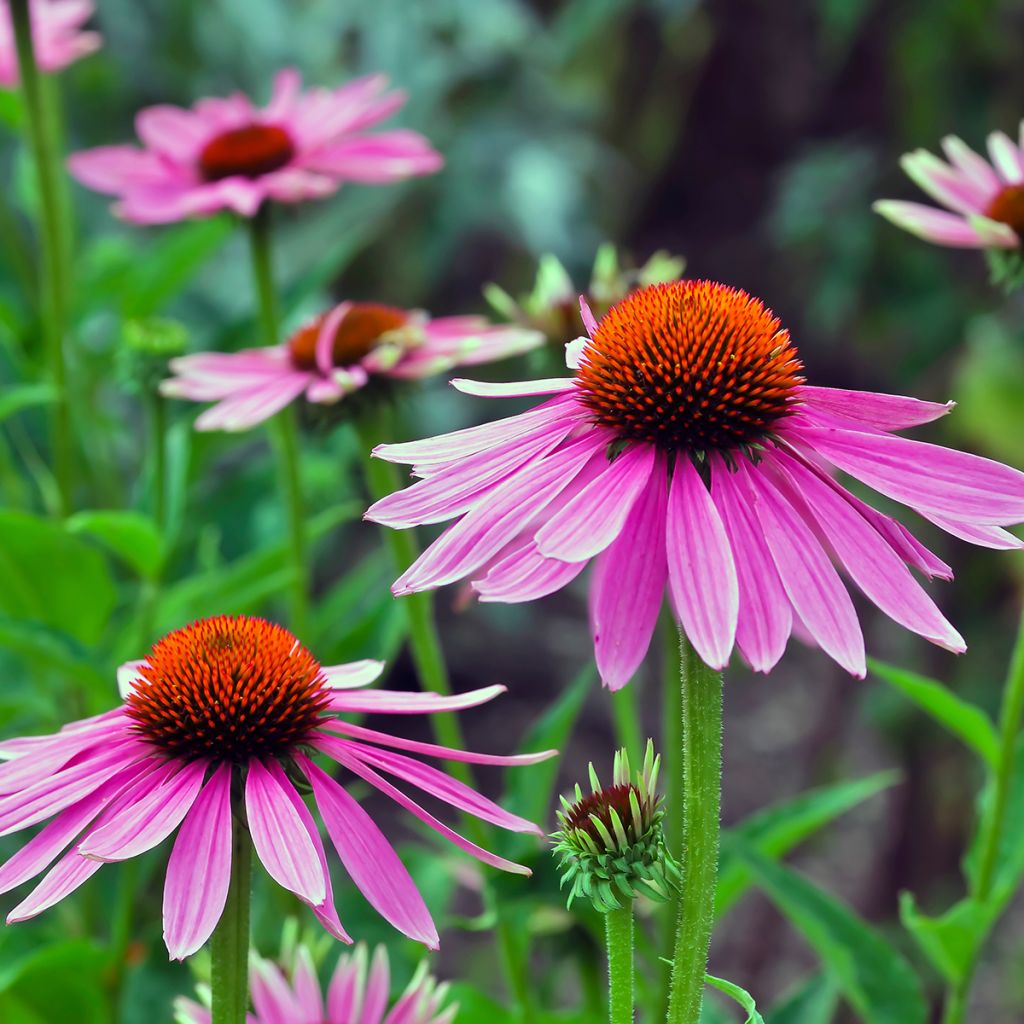 Echinacea angustifolia - Coneflower