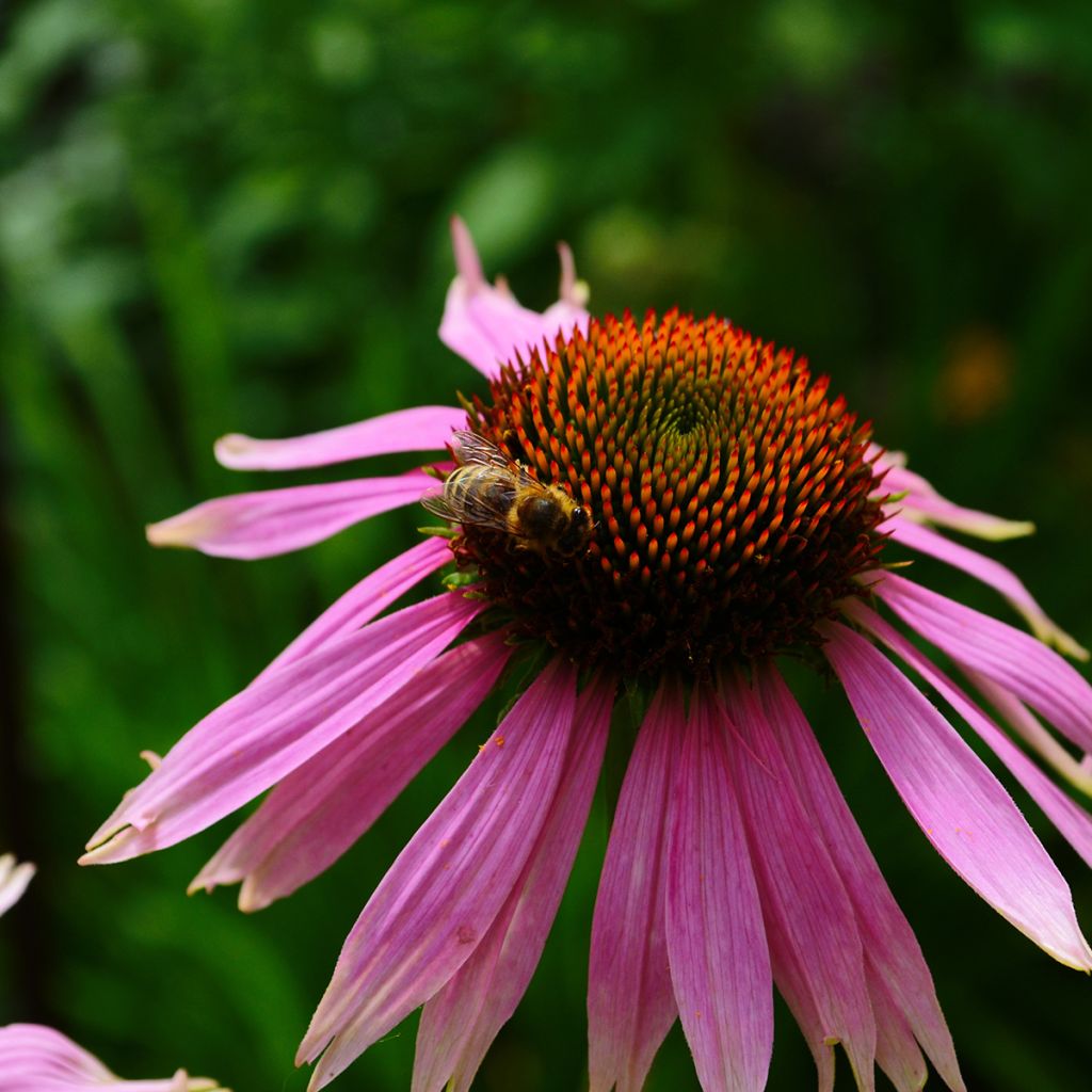 Echinacea angustifolia - Coneflower