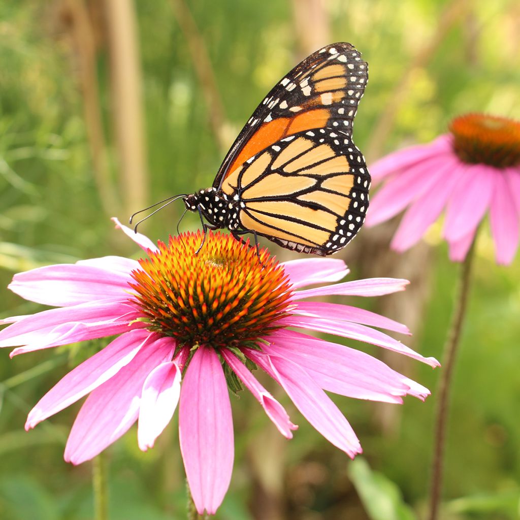 Echinacea angustifolia - Coneflower