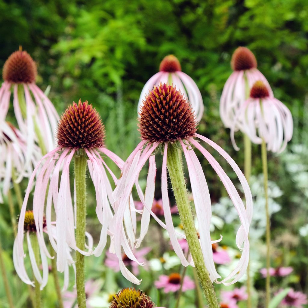 Echinacea pallida - Pale Purple Coneflower