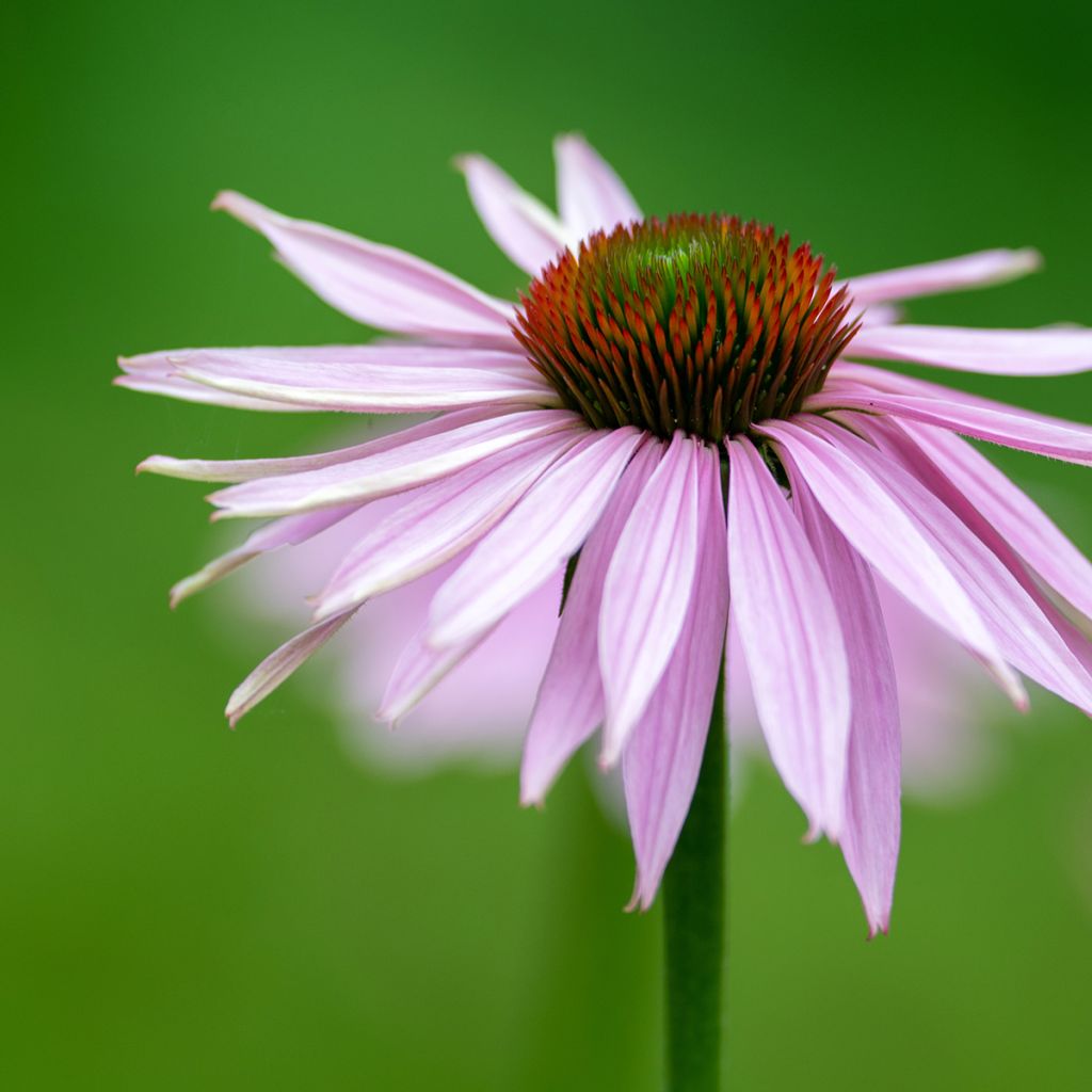 Echinacea pallida - Pale Purple Coneflower