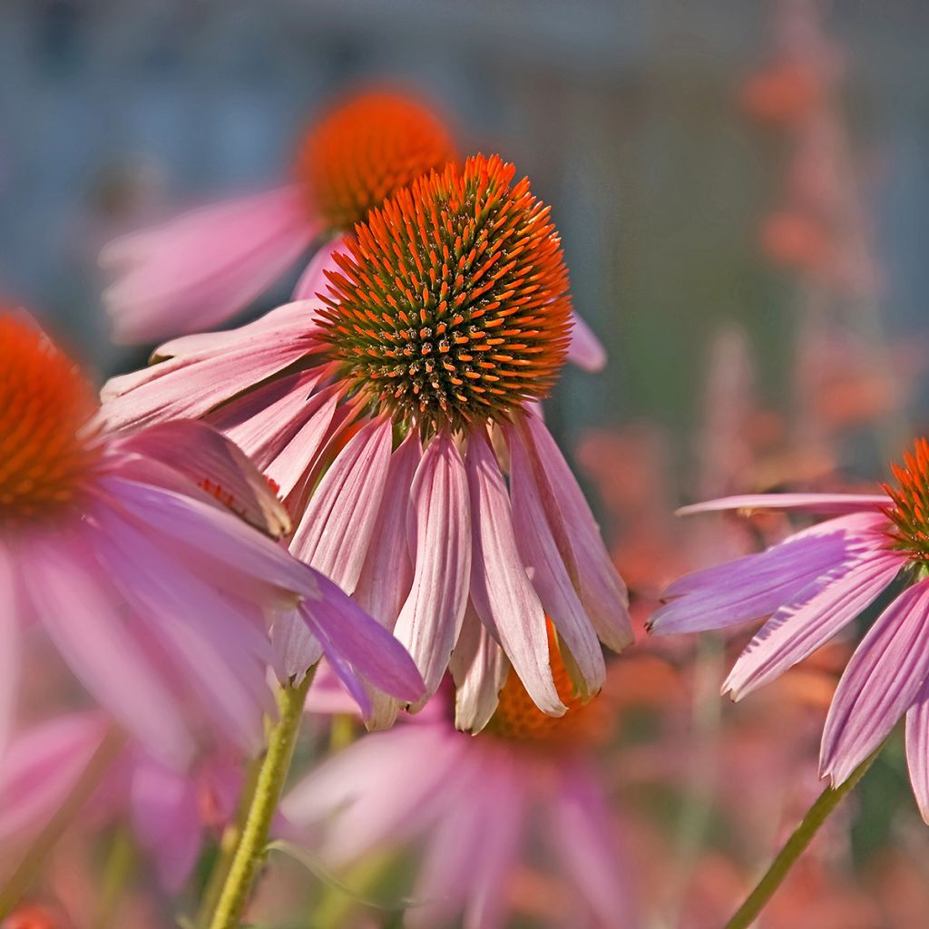 Echinacea pallida - Pale Purple Coneflower