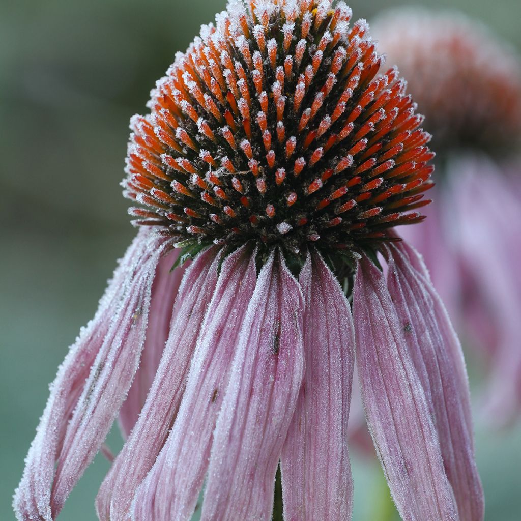 Echinacea pallida - Pale Purple Coneflower