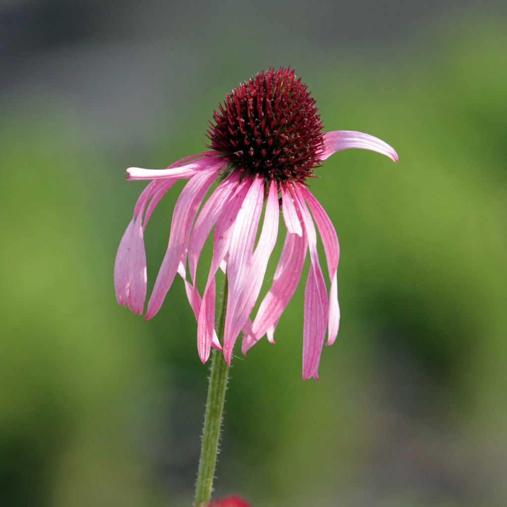 Echinacea pallida - Pale Purple Coneflower