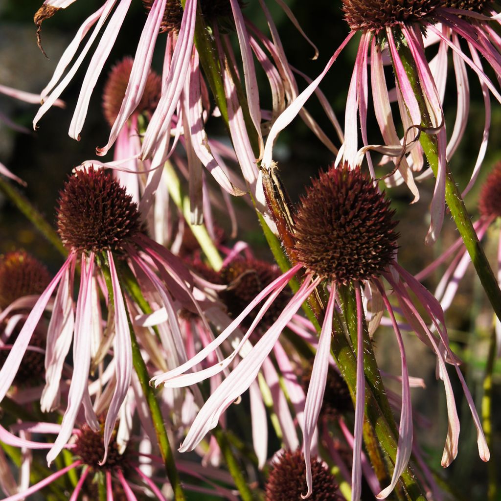 Echinacea pallida Hula Dancer - Pale Purple Coneflower