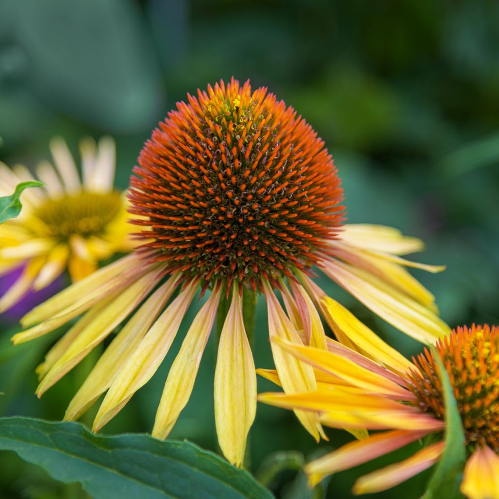 Echinacea paradoxa - Coneflower