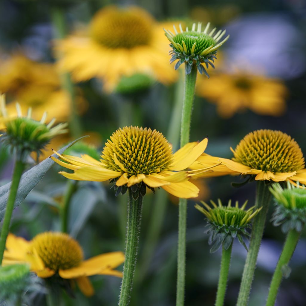 Echinacea paradoxa - Coneflower