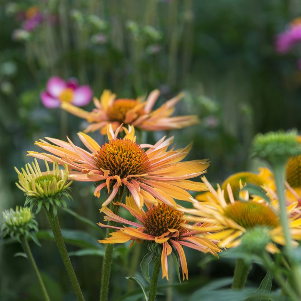 Echinacea paradoxa - Coneflower