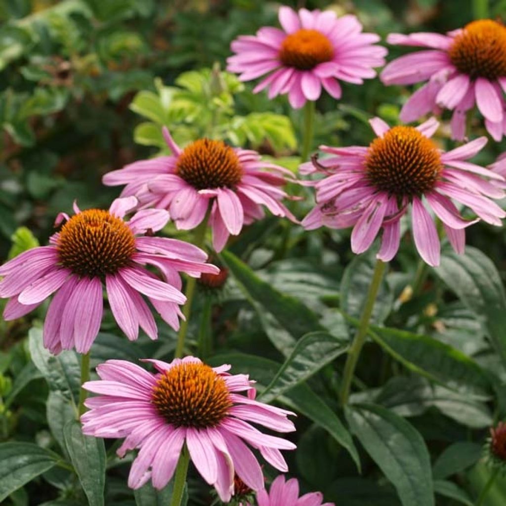 Echinacea purpurea - Rudbeckia pourpre