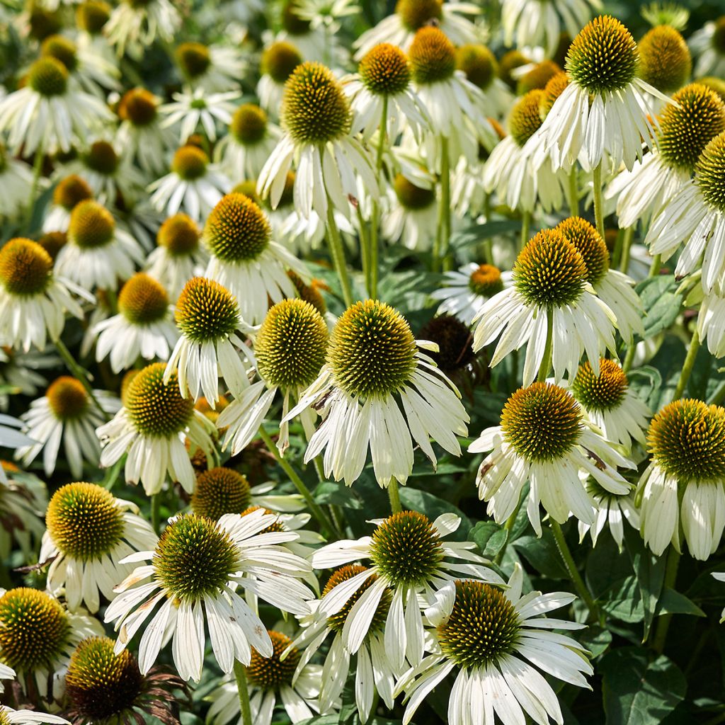 Echinacea purpurea Alba - Purple Coneflower