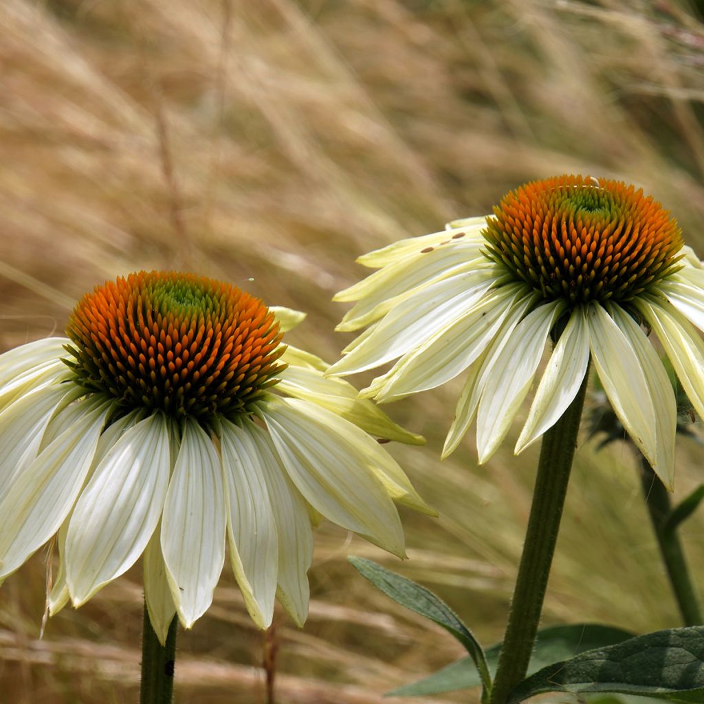 Echinacea purpurea Alba - Purple Coneflower