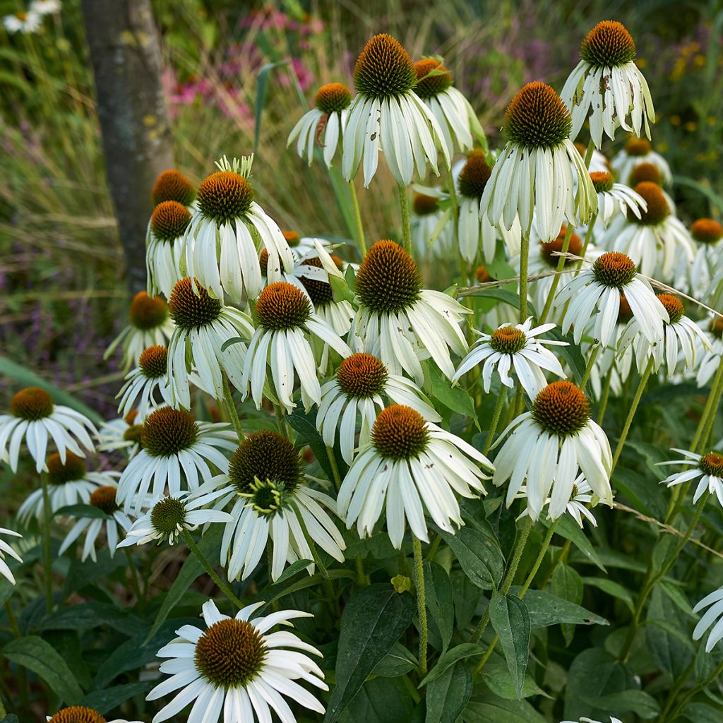 Echinacea purpurea Alba - Purple Coneflower