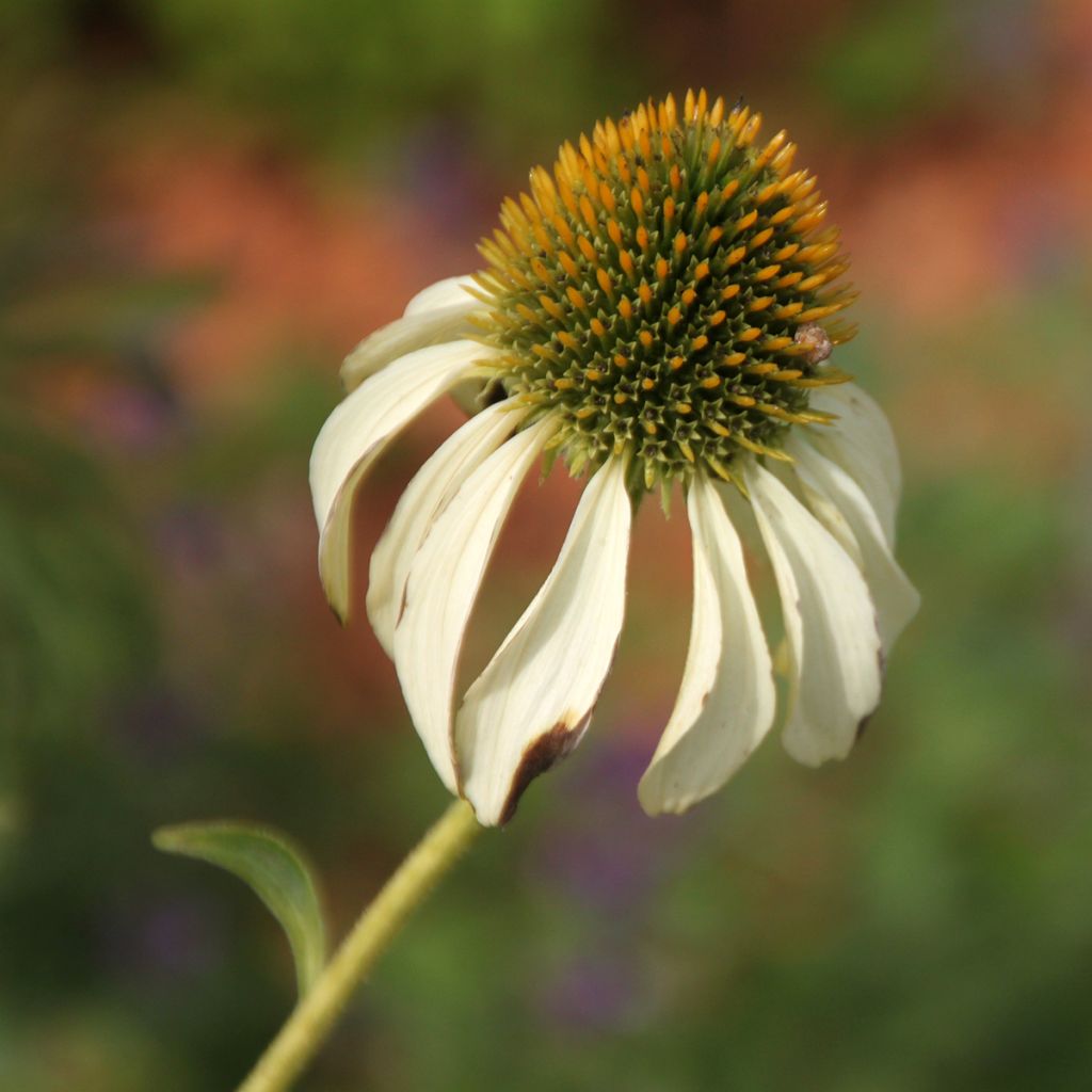 Echinacea purpurea Alba - Purple Coneflower