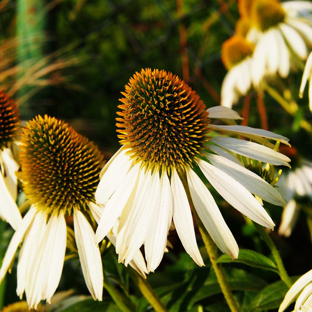 Echinacea purpurea Alba - Purple Coneflower