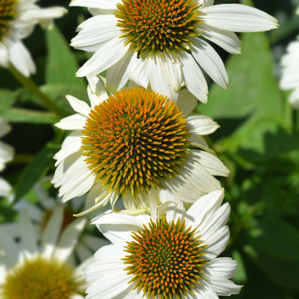 Echinacea purpurea Alba - Purple Coneflower