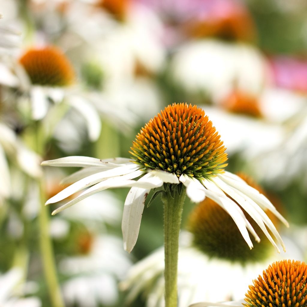 Echinacea purpurea 'Alba'