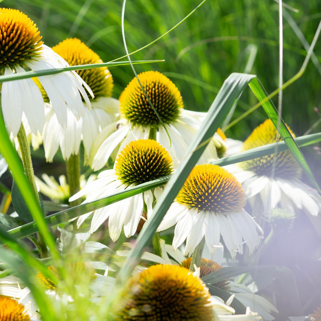 Echinacea purpurea Alba - Purple Coneflower