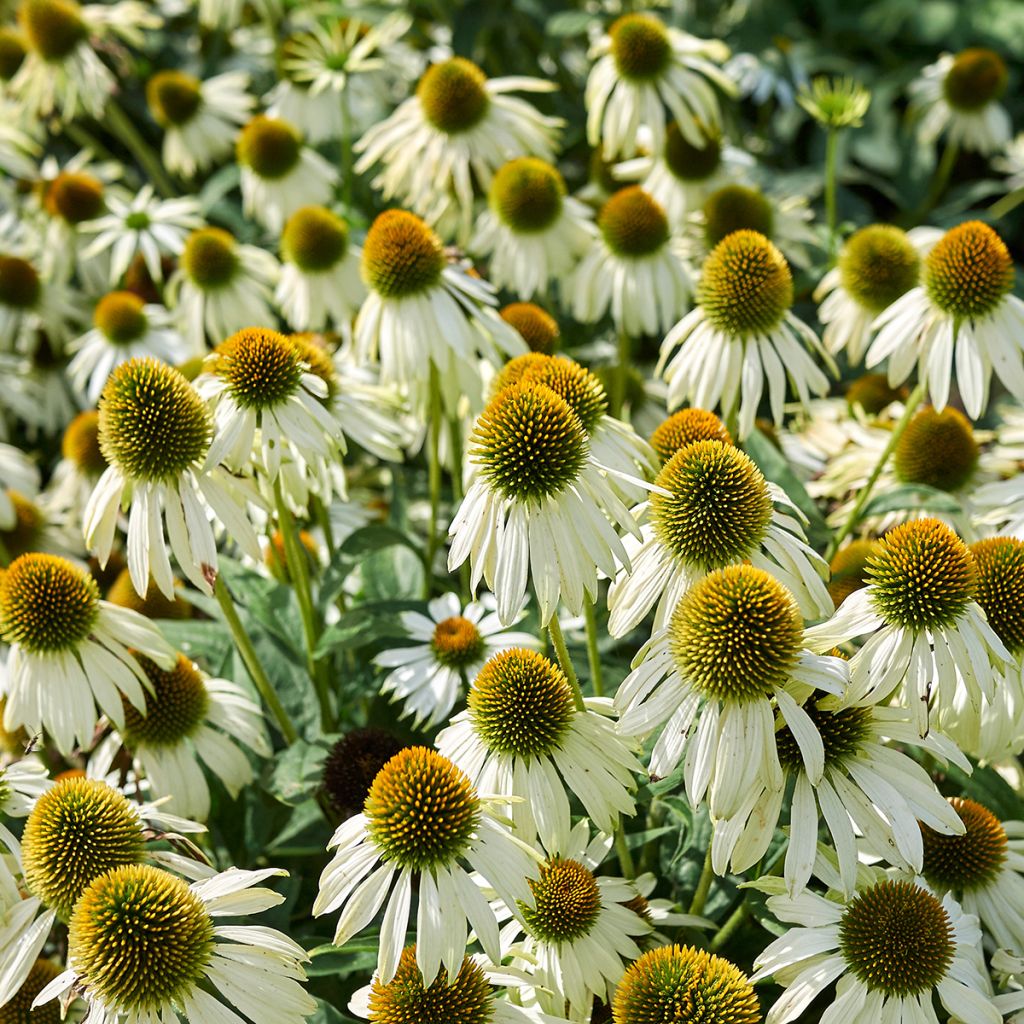 Echinacea purpurea Alba - Purple Coneflower